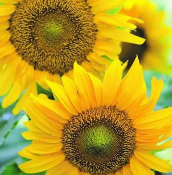 Black Oil Sunflower plant