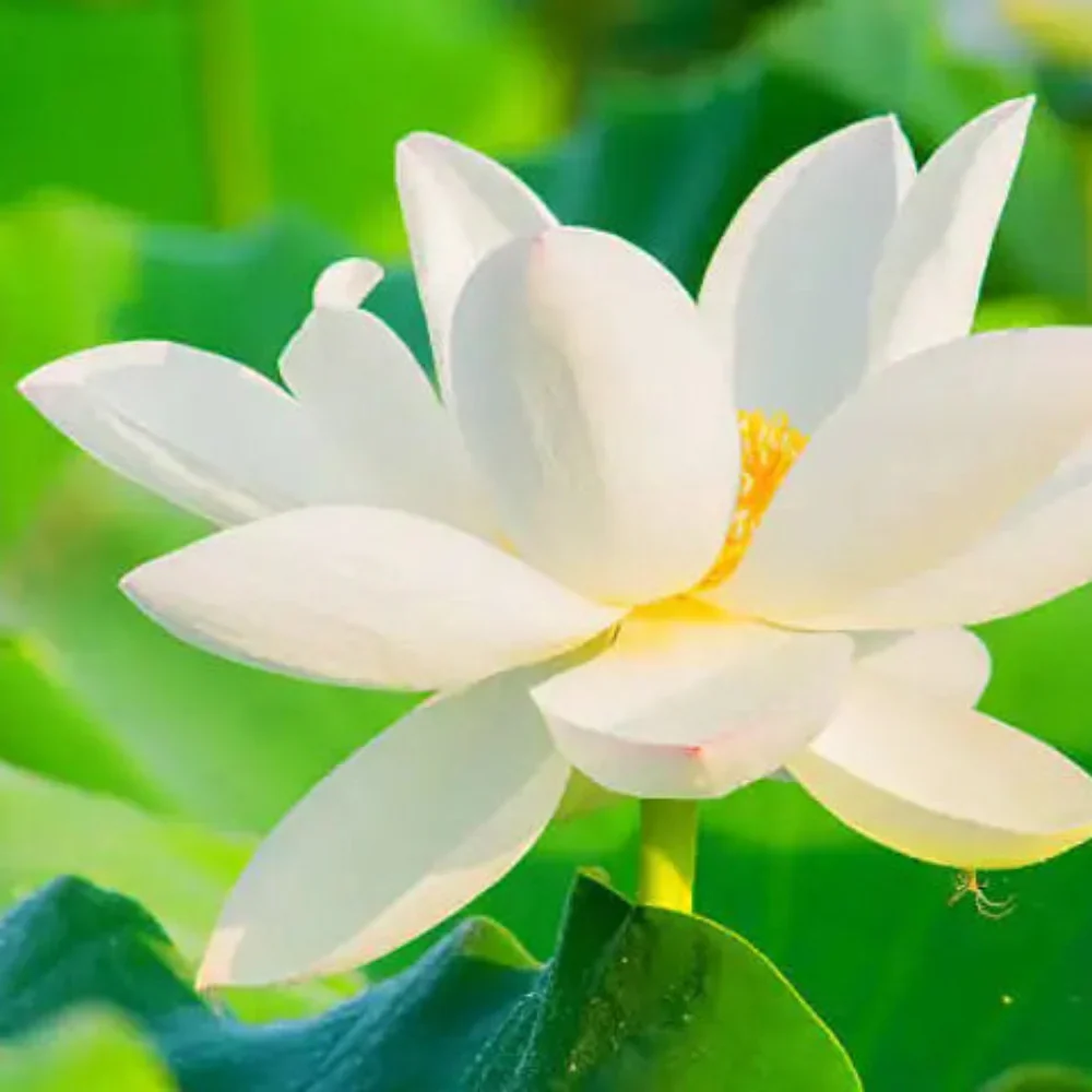 Bonsai Lotus plant