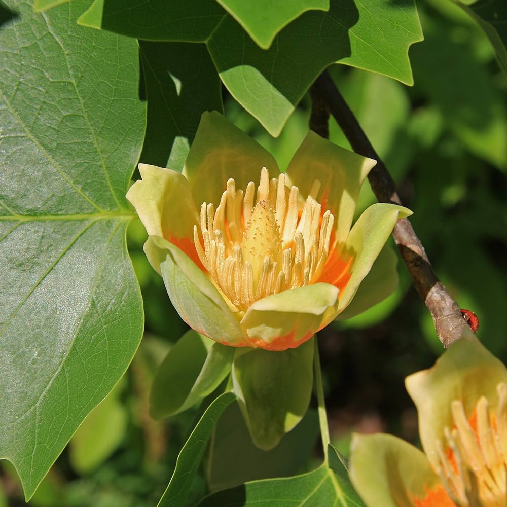 Shade Tulip Tree plant