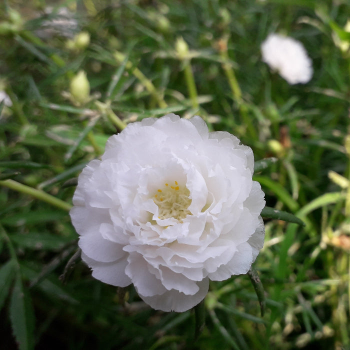 Grandiflora Portulaca plant
