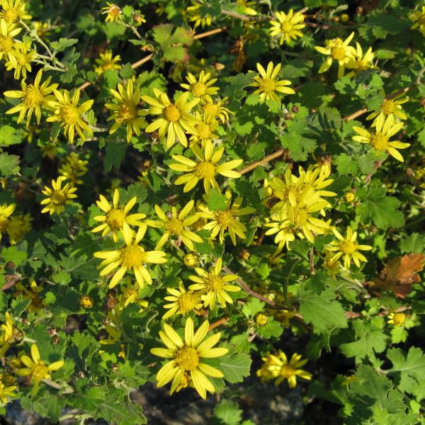 Chrysanthemum Indicum plant