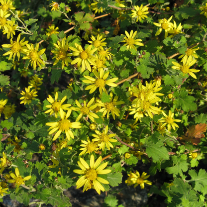 Chrysanthemum Indicum plant