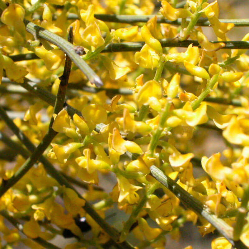 Retama Sphaerocarpa flower seeds