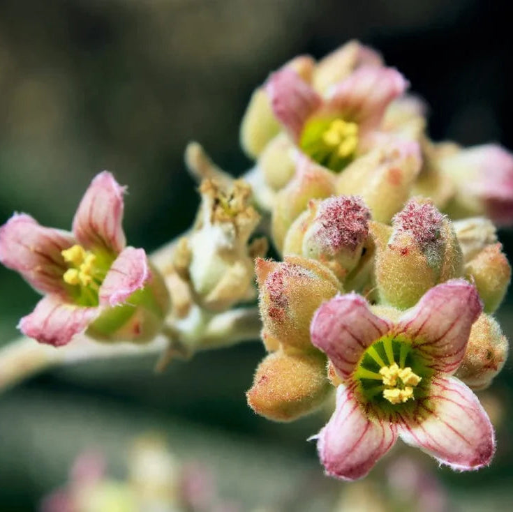 Pink Kalanchoe flower seeds