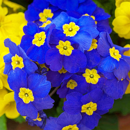 Perennial Primula plant