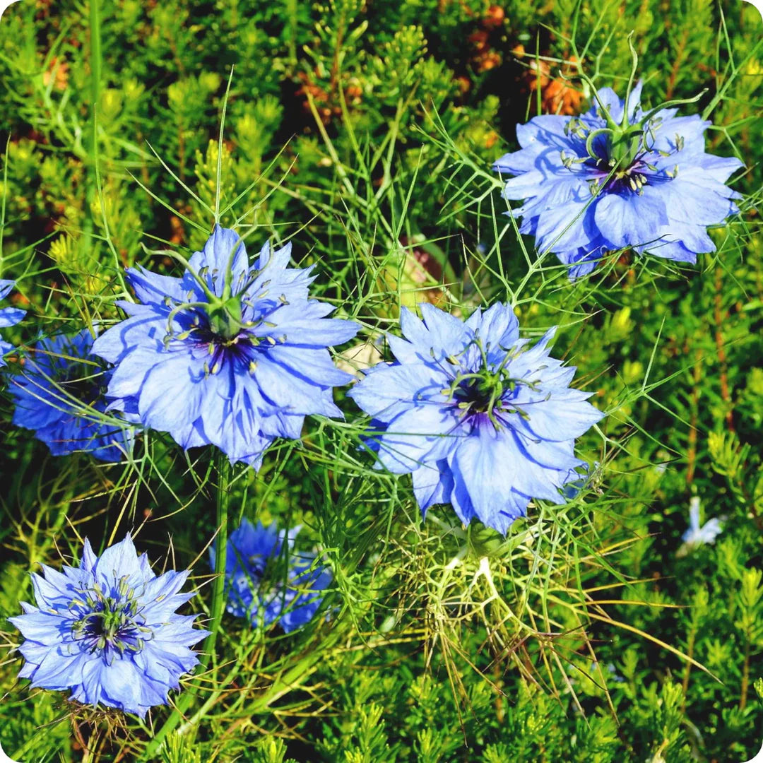 Blue Nigella flower seeds