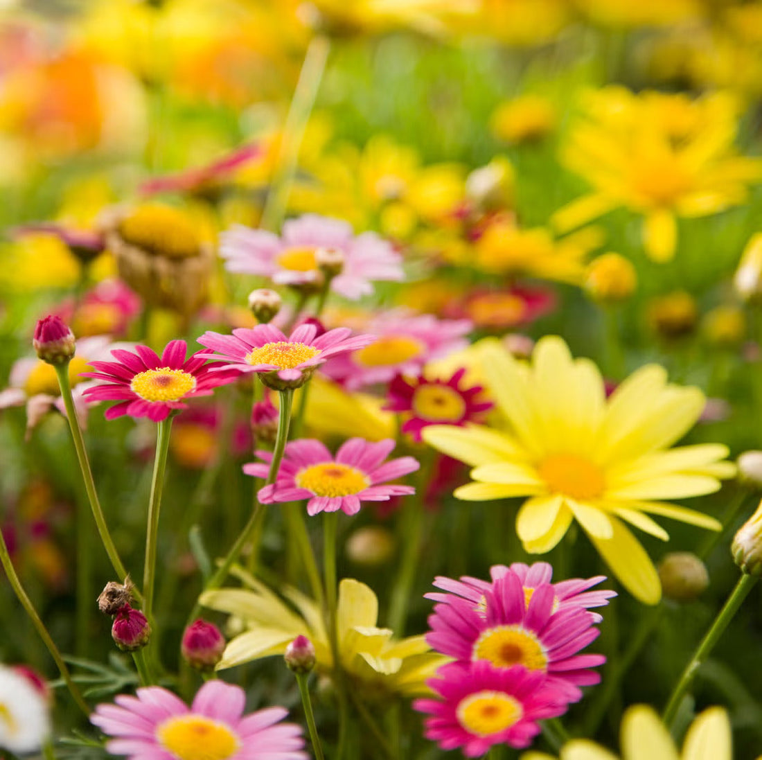 Dassi flower seeds