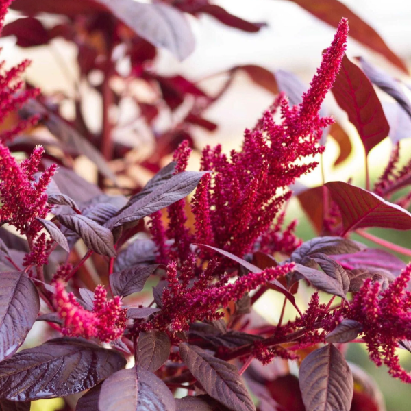 Cruentus Amaranthus plant