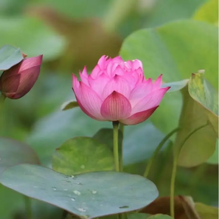 Root Lotus plant