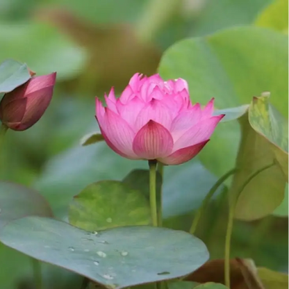 Root Lotus plant