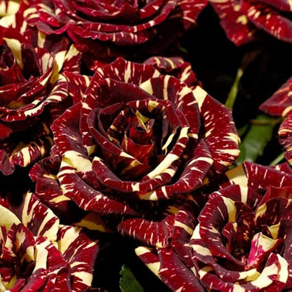Abracadabra rose flowers