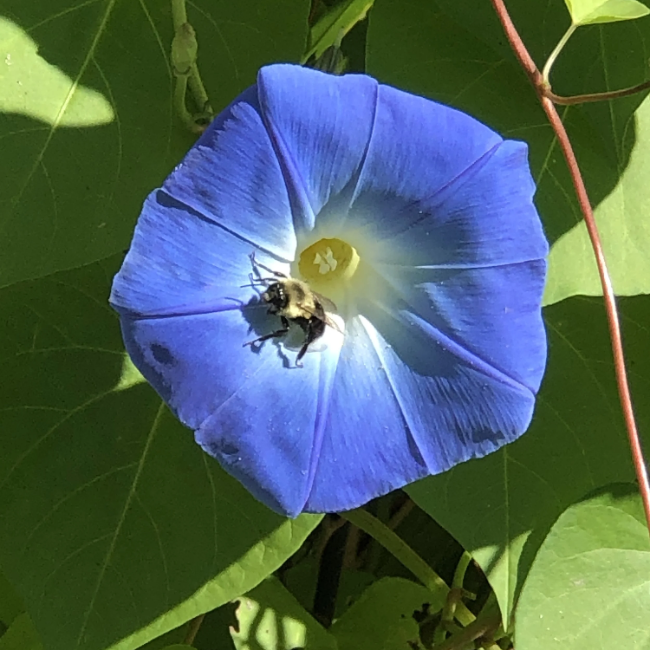 Blue Morning Glory plant