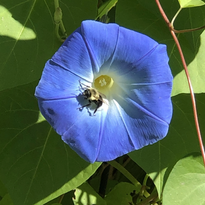 Blue Morning Glory plant