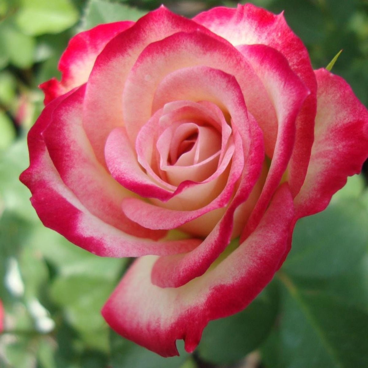 Rosa plant