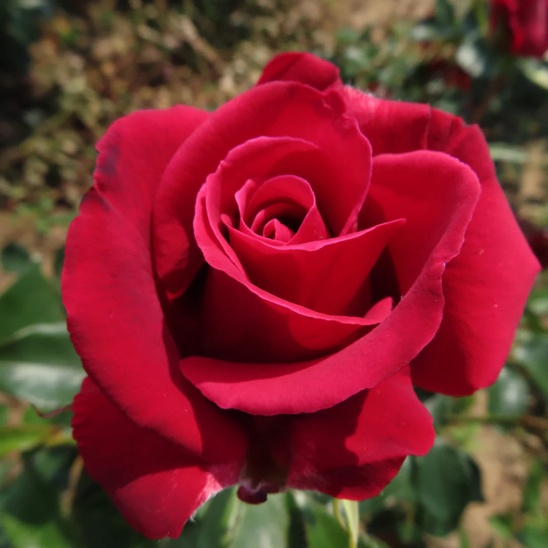 Red Thornless flower seeds