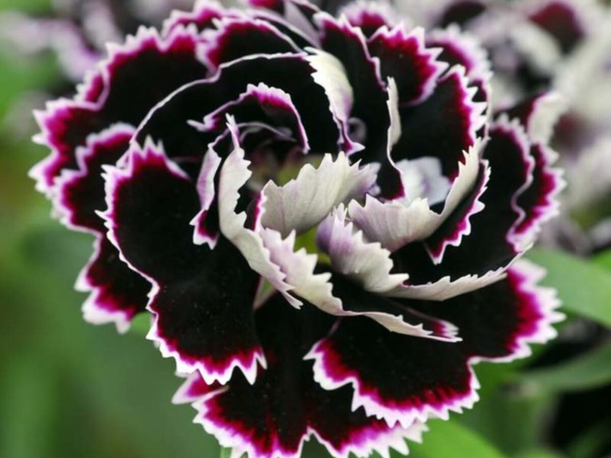 and White Dianthus plant