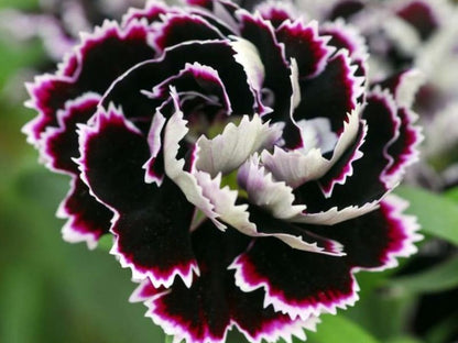 and White Dianthus plant
