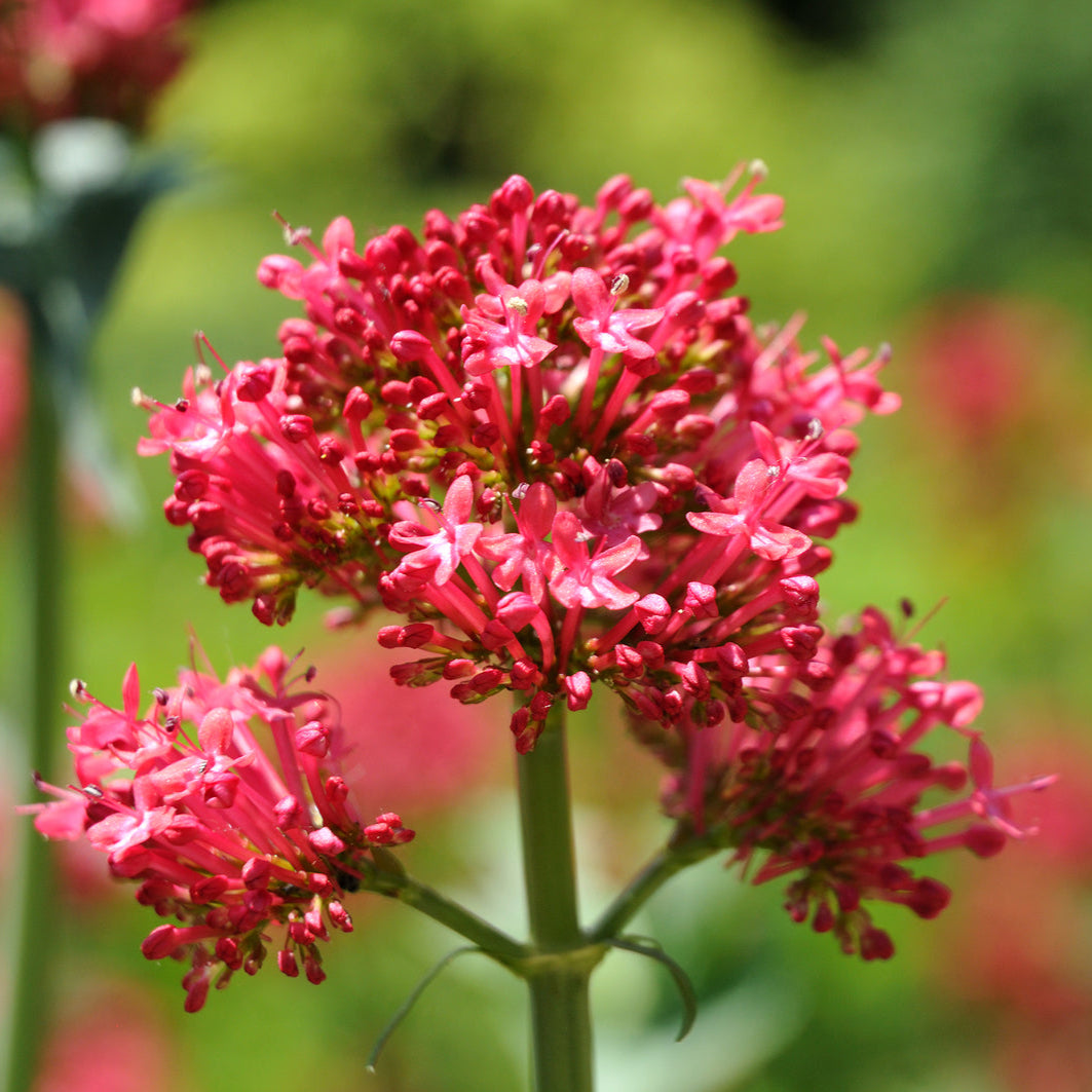 Perennial Red Valerian plant