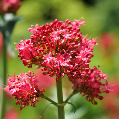 Perennial Red Valerian plant