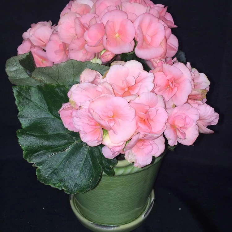 Pink Rieger Begonia plant