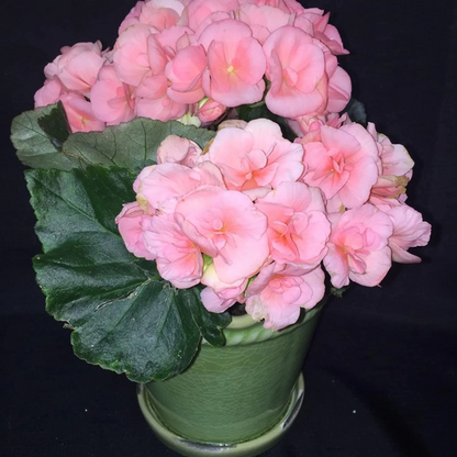 Pink Rieger Begonia plant