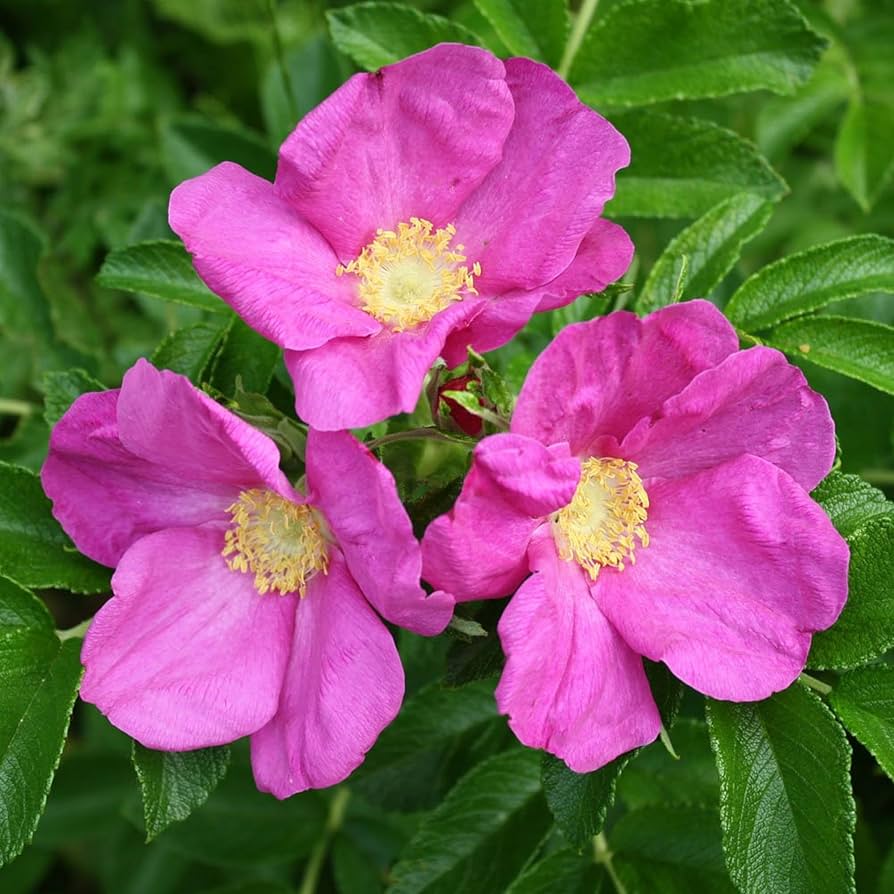 Rugosa Rose flower seeds