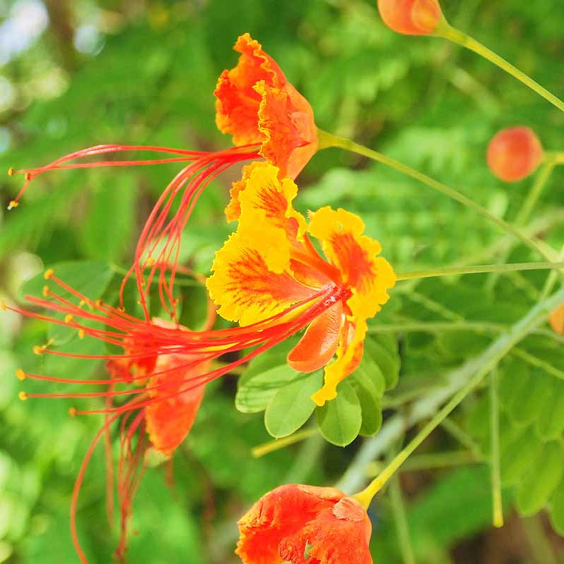 Dwarf Poinciana Peacock plant