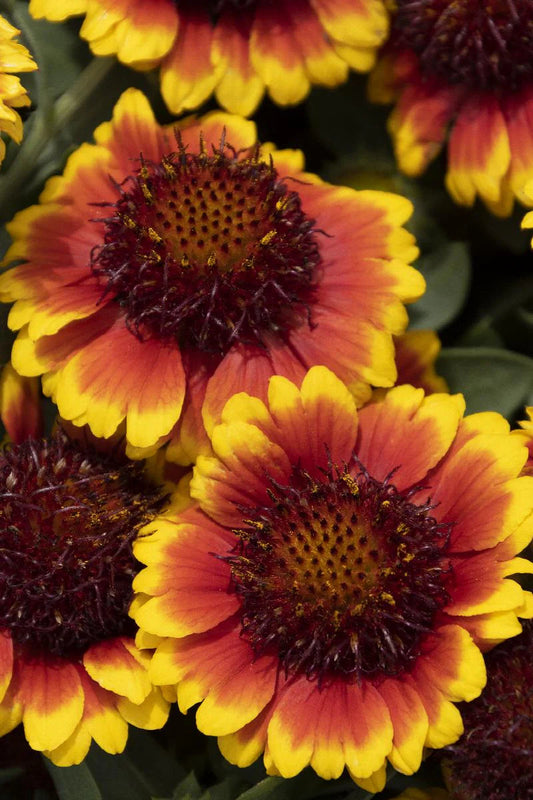 Yellow Red flower seeds