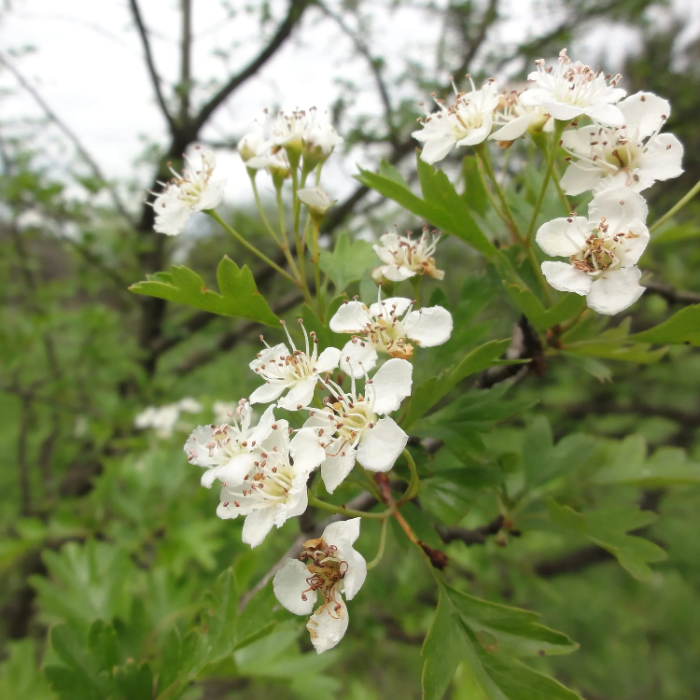 Downy Hawthorn plant