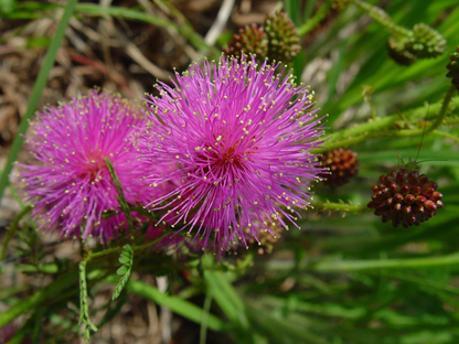 Quadrivalvis Mimosa plant
