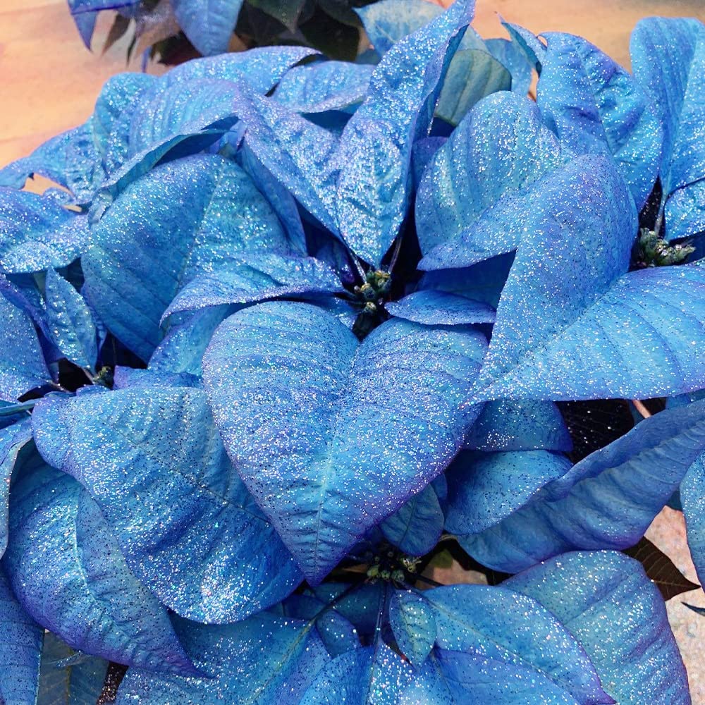 Blue Poinsettia plant