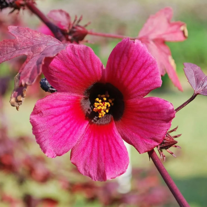 Cranberry Hibiscus plant