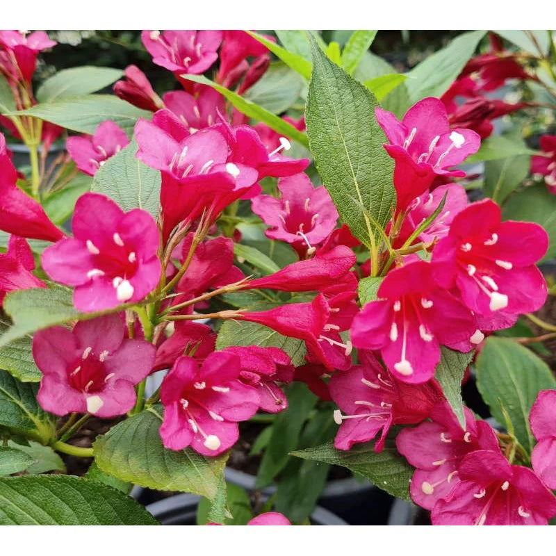 Weigela Flower Seeds for Planting – Heirloom Non-GMO Garden Seeds