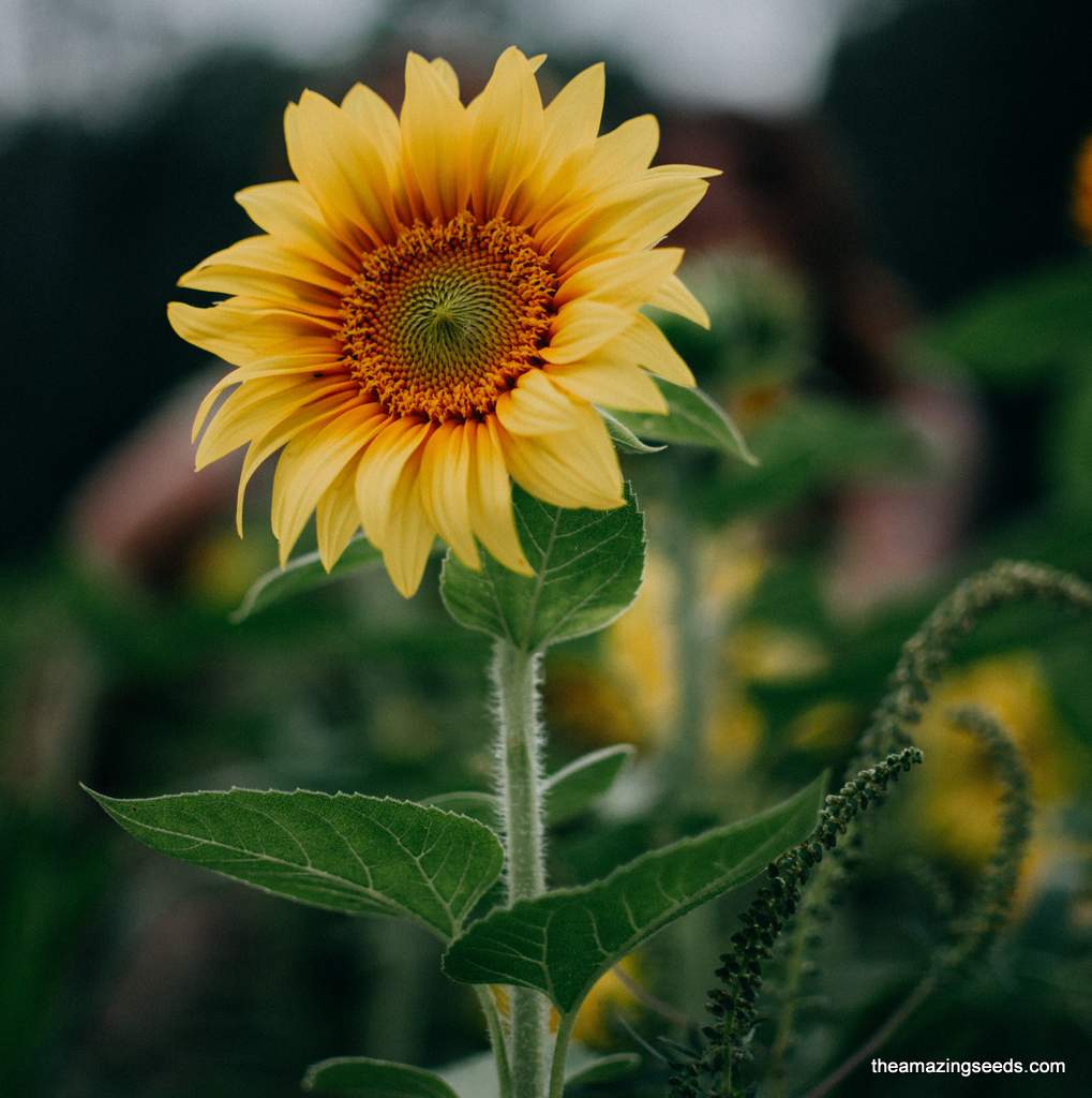 Dwarf Sunspot Sunflower plant