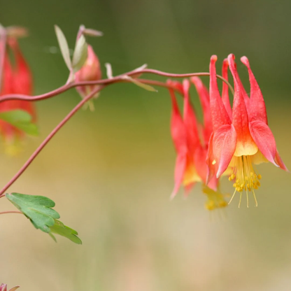 Canadian Columbine plant