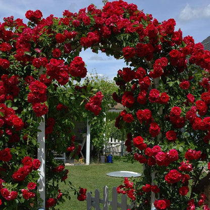 Climbing Rose plant