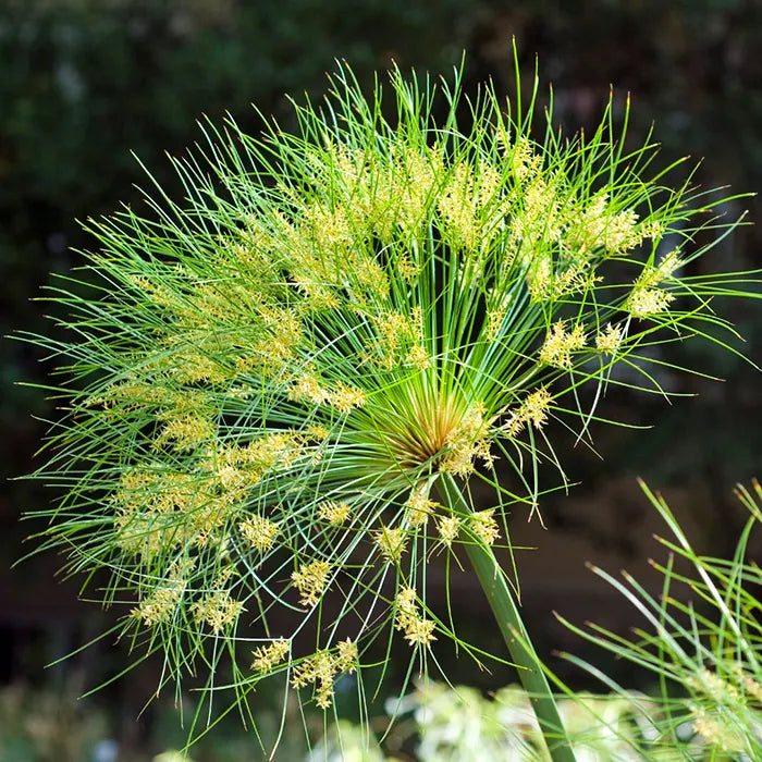 Papyrus flower seeds