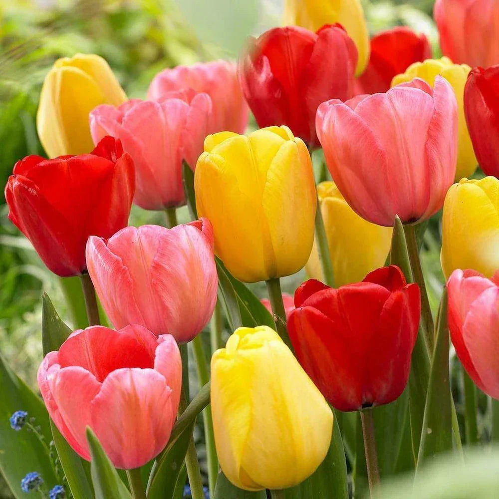 Aroma Tulip flower seeds