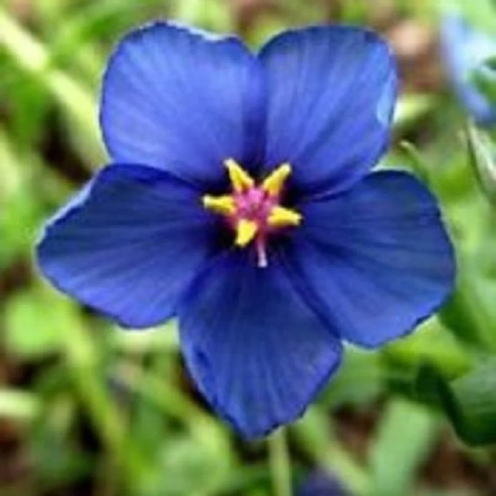 Blue Pimpernel plant