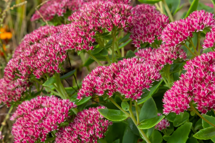Emperor’s Wave Sedum plant