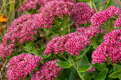 Emperor’s Wave Sedum plant