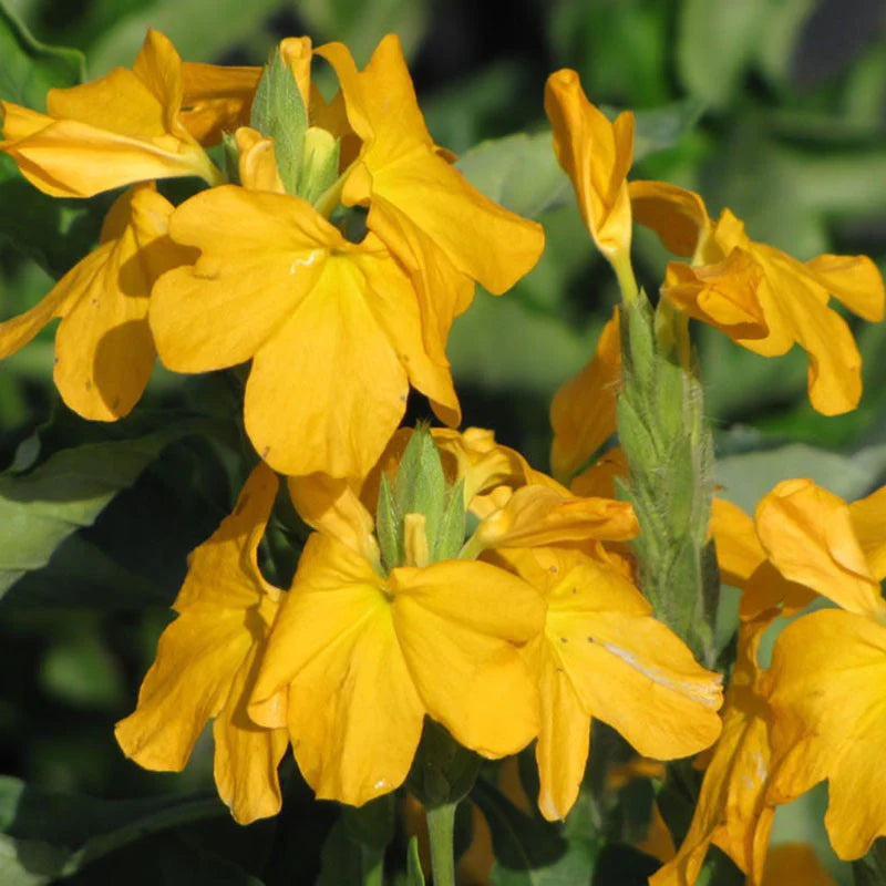 Crossandra Yellow flower seeds