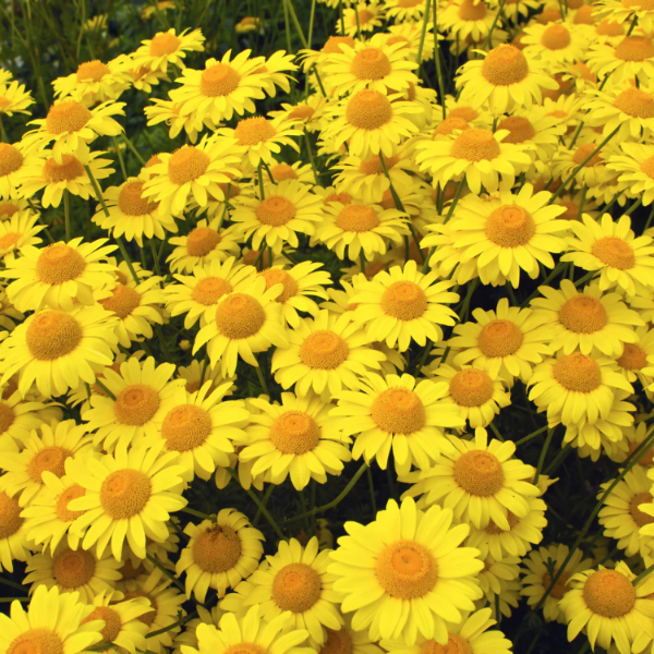 Golden Marguerite plant