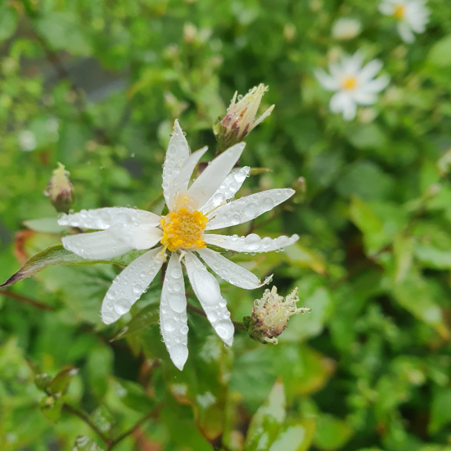 white wood aster plant