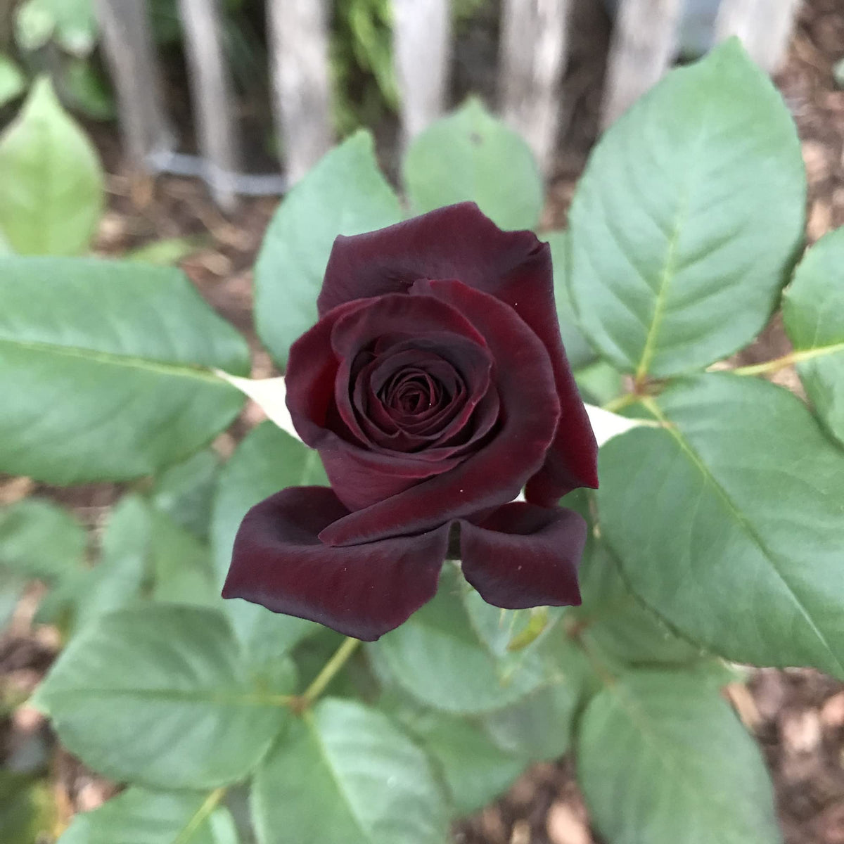 Black Baccara Rose plant