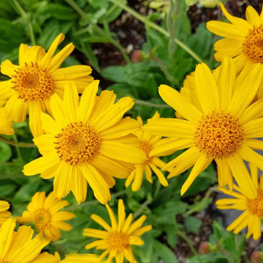 Arnica Montana flower seeds