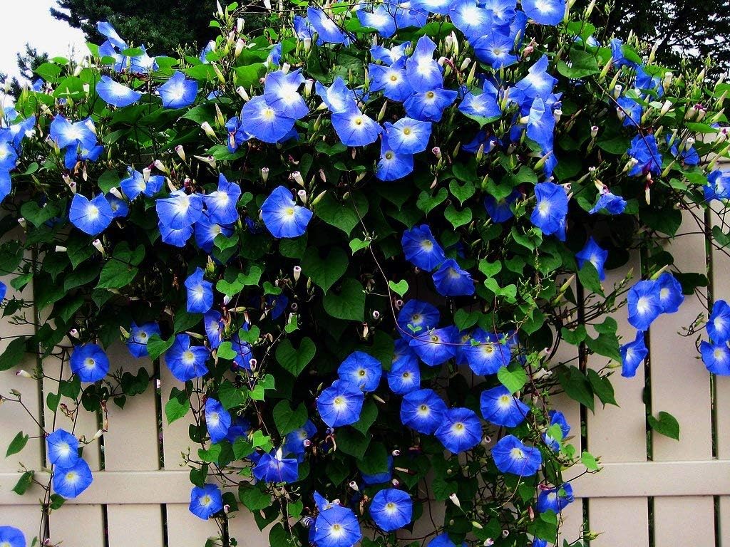 Star Morning Glory plant