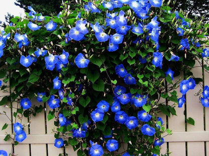Star Morning Glory plant