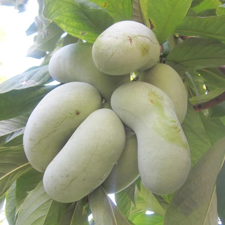 Asimina Triloba Pawpaw plant