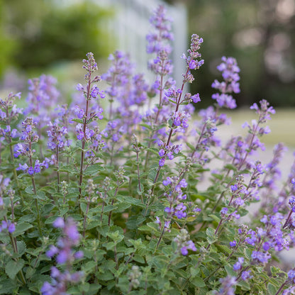 Aromatic Perennial Catmint plant